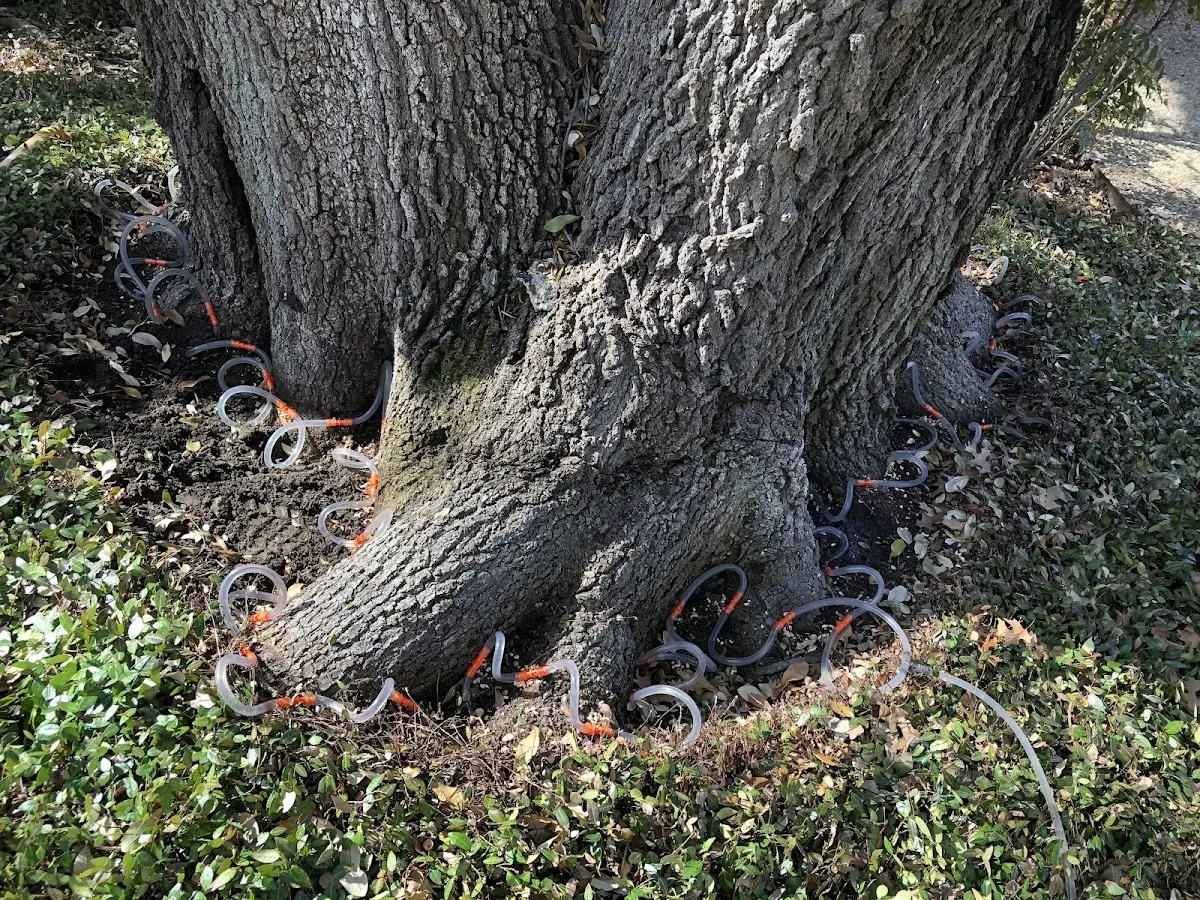 Detailed Tree Cabling and Bracing job site in Acworth